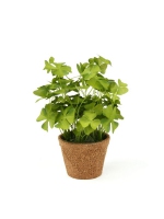 Oxalis Bush in pot 25 cm